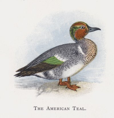 The American Teal by Alexander Francis Lydon